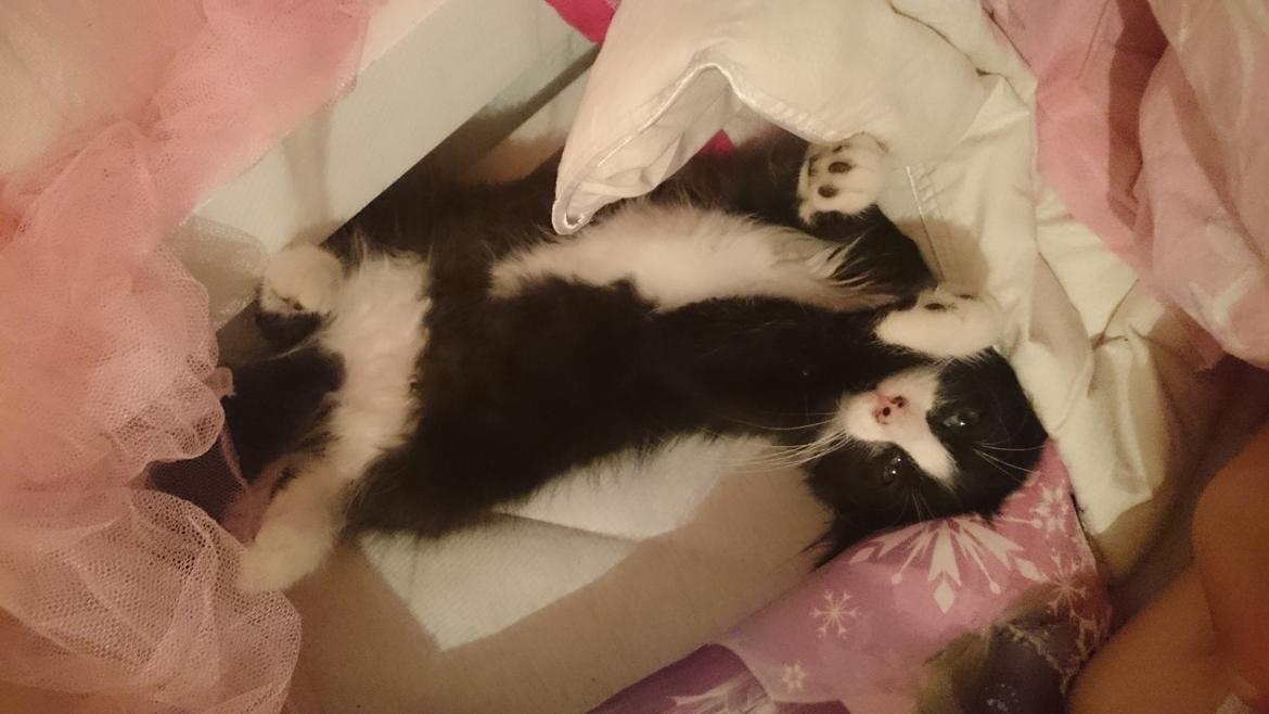 Huskat Mia EFTERLYSNING  billede 14