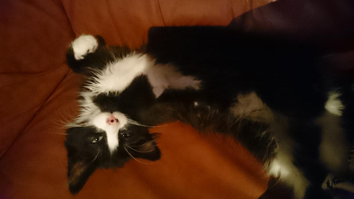 Huskat Mia EFTERLYSNING  billede 15