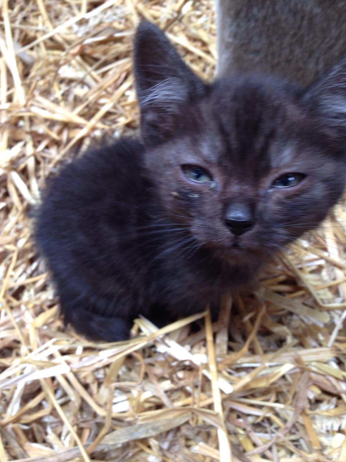 Huskat Luna <3 - sådan så Luna ud da jeg så hende første gang, lille og meget skrøbelig. Med en masse betændelse i/ved øjnene :-( - hun skulle bare have en masse kærlighed <3 billede 23