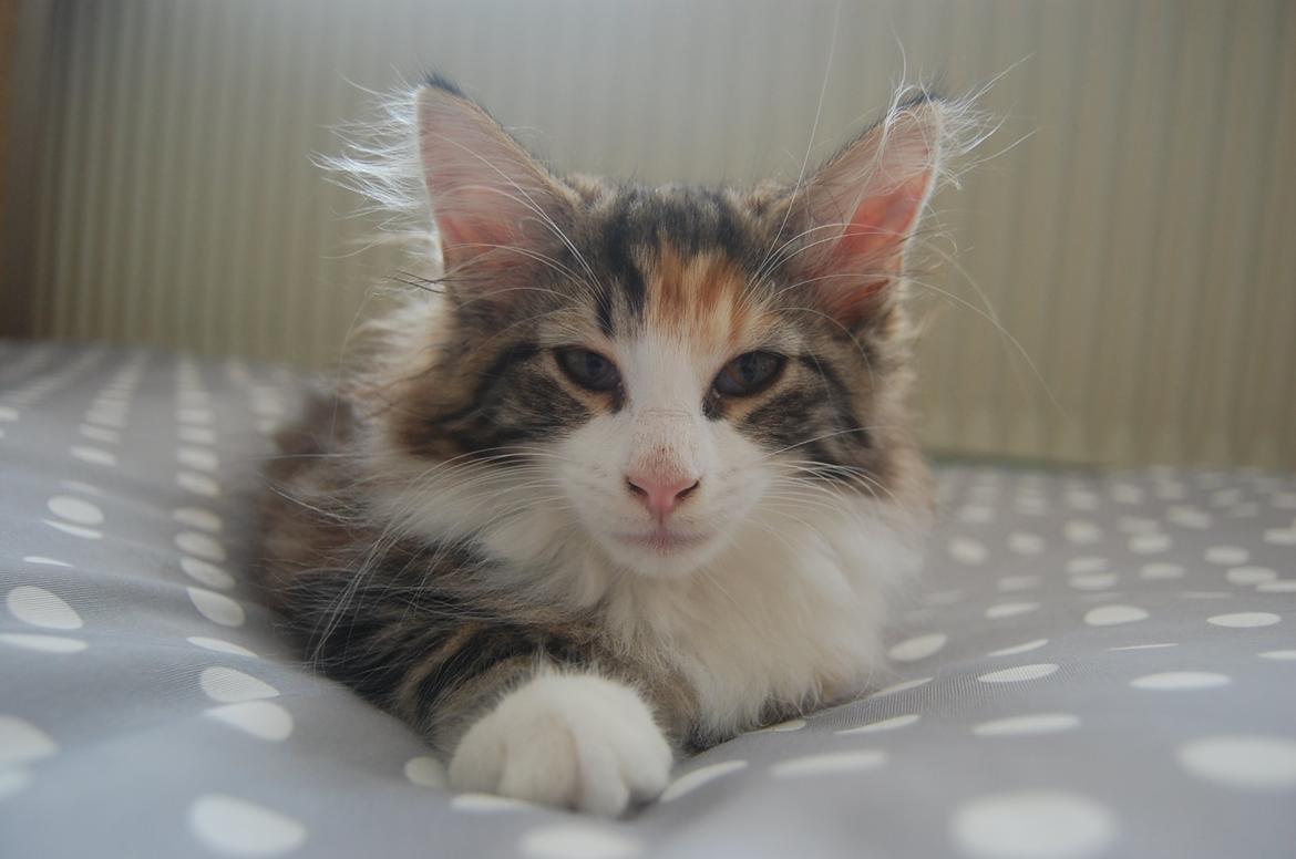 Norsk Skovkat DK Nobel-dream's Jump up n' kizz me billede 3