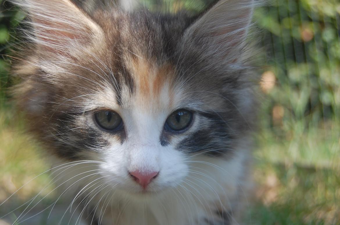 Norsk Skovkat DK Nobel-dream's Jump up n' kizz me billede 4