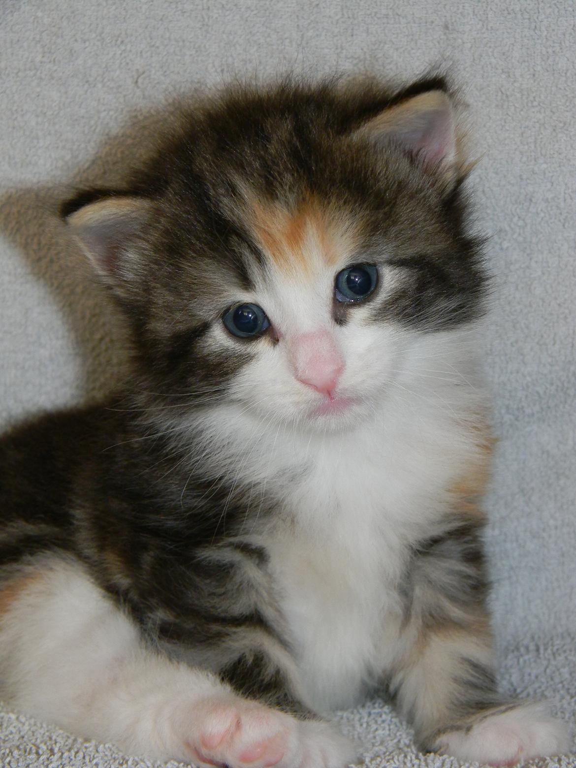 Norsk Skovkat DK Nobel-dream's Jump up n' kizz me billede 2