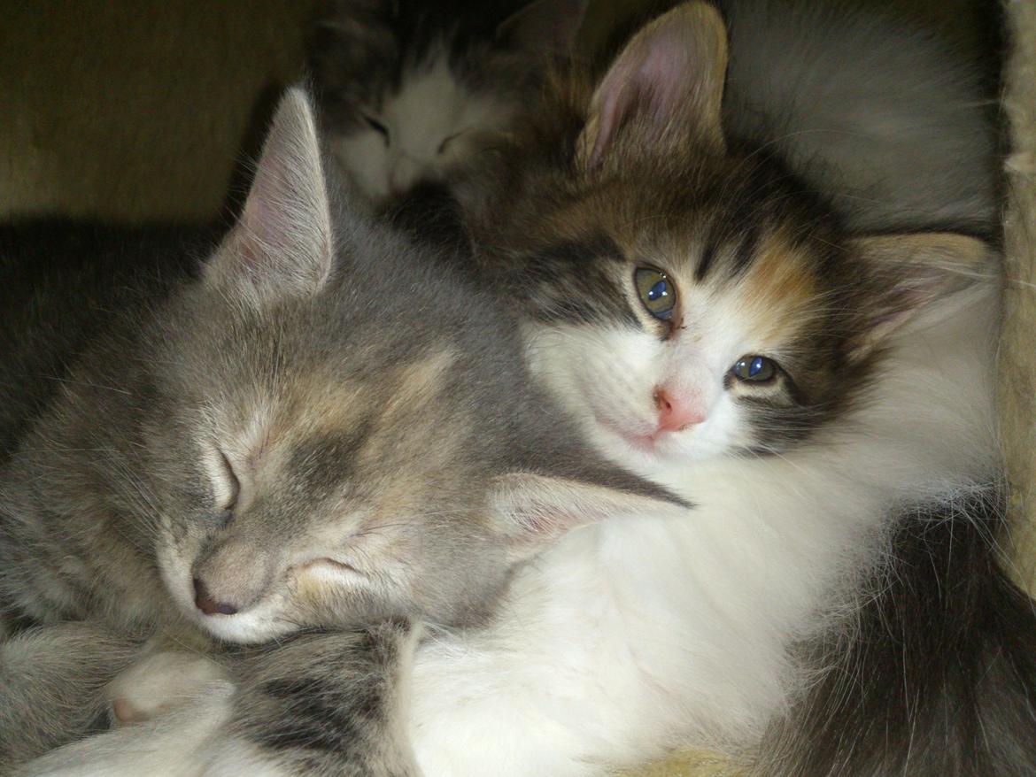 Norsk Skovkat DK Nobel-dream's Jump up n' kizz me billede 5