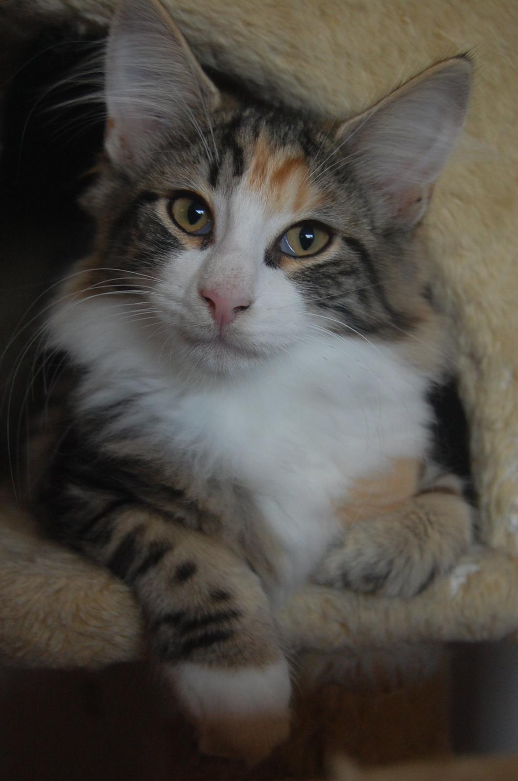 Norsk Skovkat DK Nobel-dream's Jump up n' kizz me billede 1