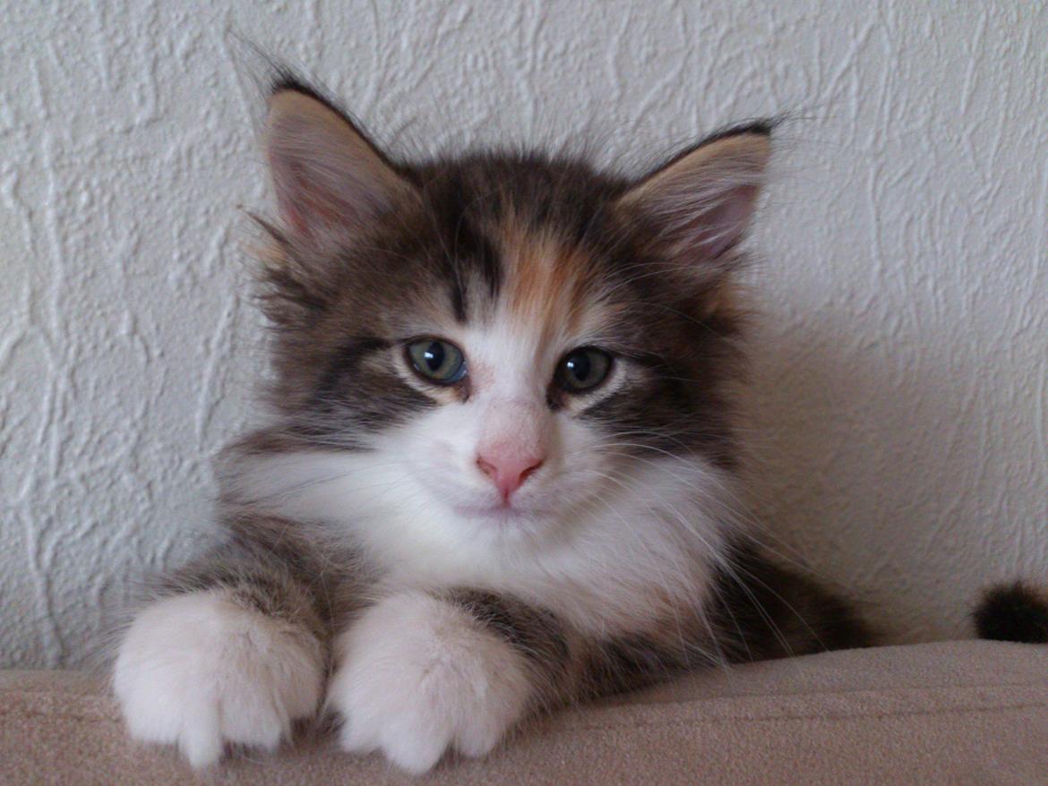 Norsk Skovkat DK Nobel-dream's Jump up n' kizz me billede 6