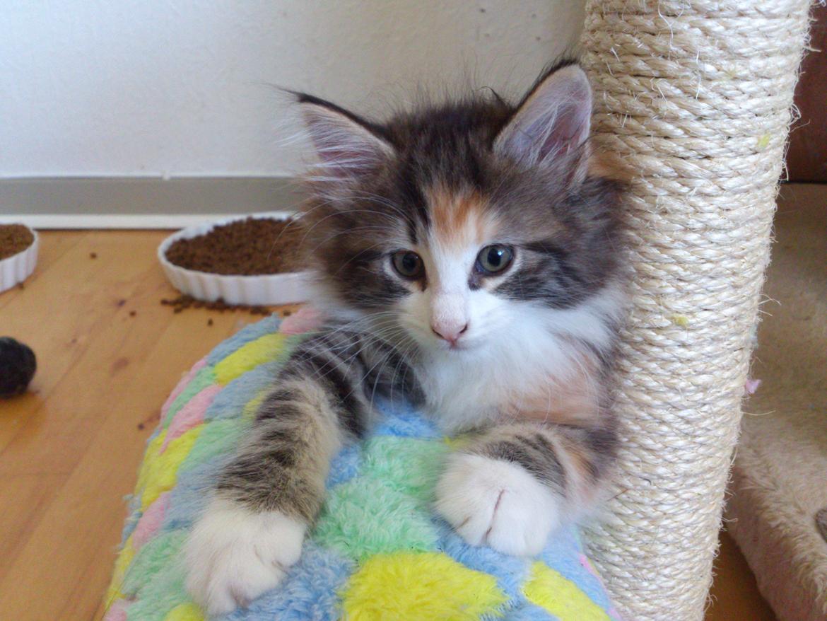 Norsk Skovkat DK Nobel-dream's Jump up n' kizz me billede 7