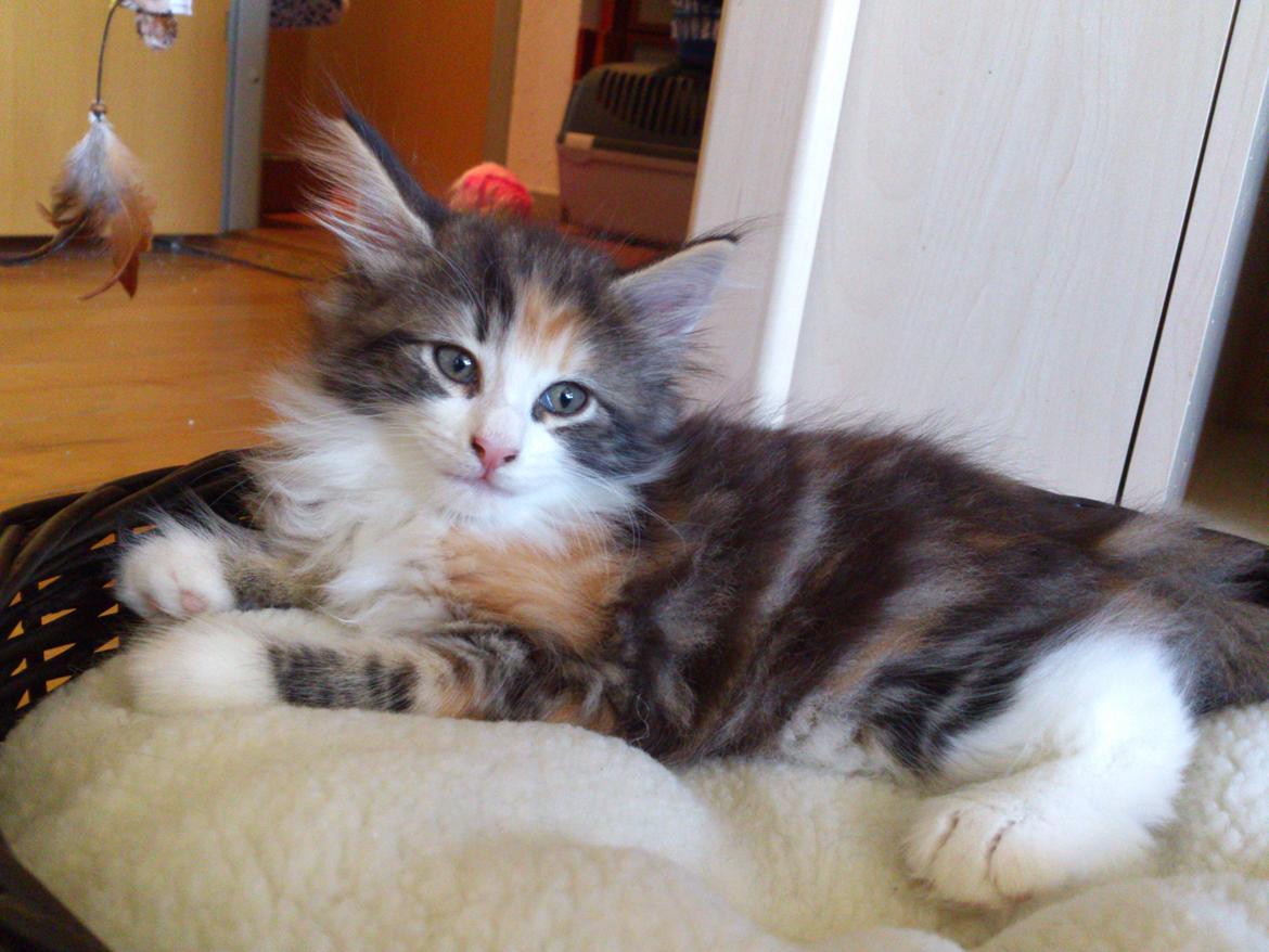 Norsk Skovkat DK Nobel-dream's Jump up n' kizz me billede 8