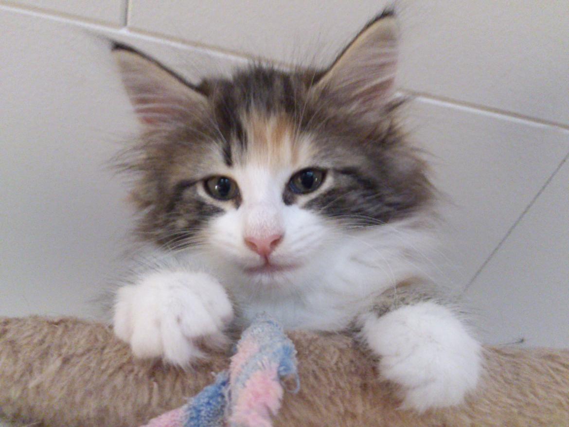 Norsk Skovkat DK Nobel-dream's Jump up n' kizz me billede 9