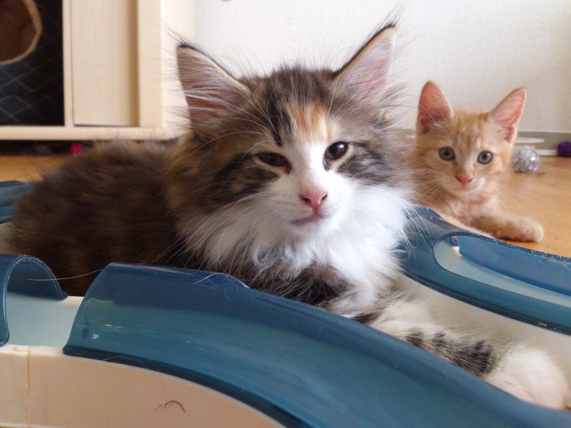 Norsk Skovkat DK Nobel-dream's Jump up n' kizz me billede 10