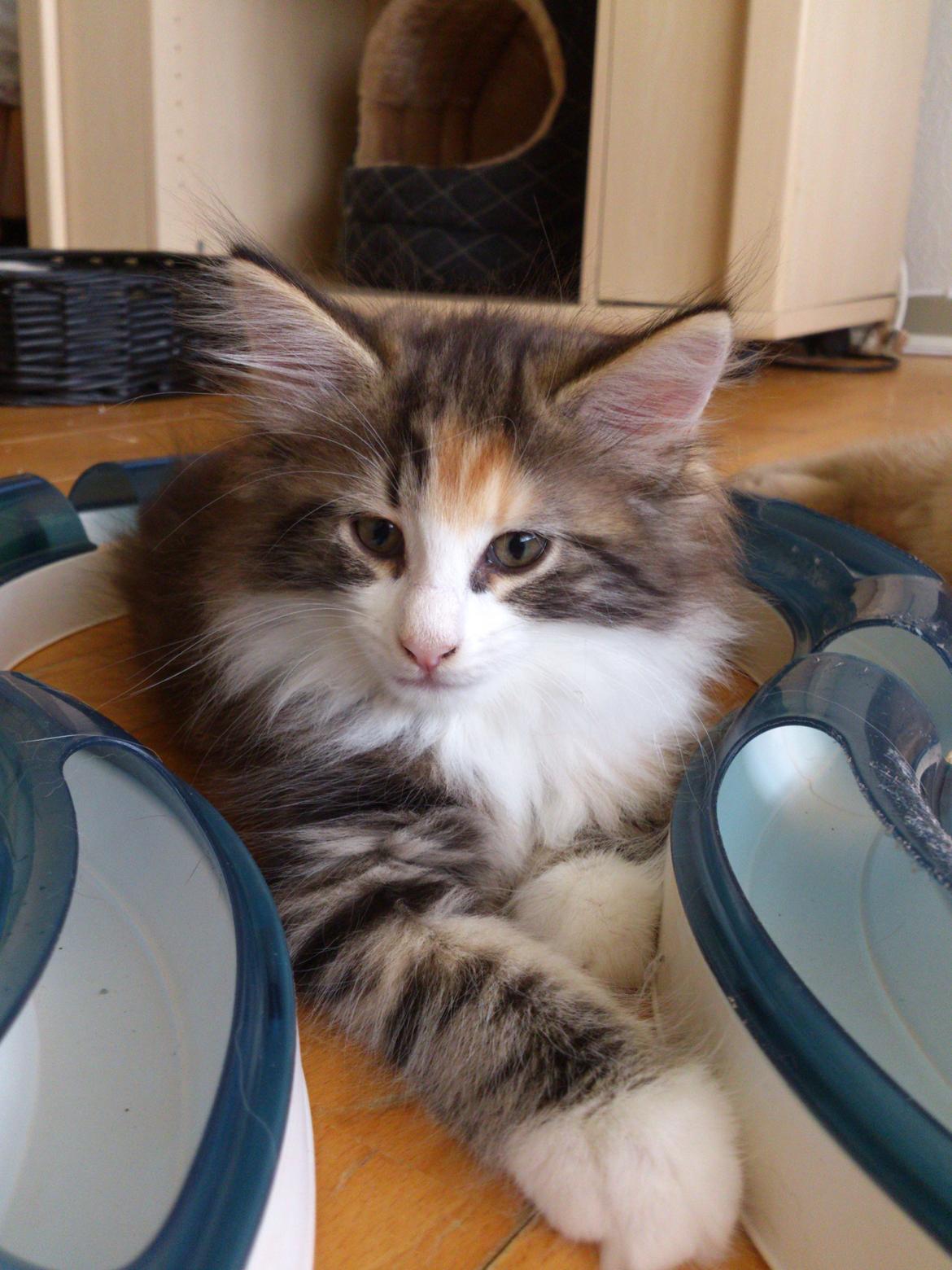 Norsk Skovkat DK Nobel-dream's Jump up n' kizz me billede 11