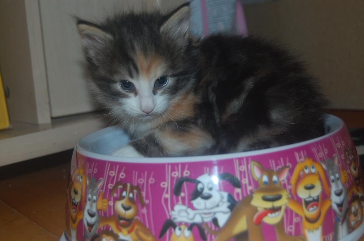 Norsk Skovkat DK Nobel-dream's Jump up n' kizz me billede 13