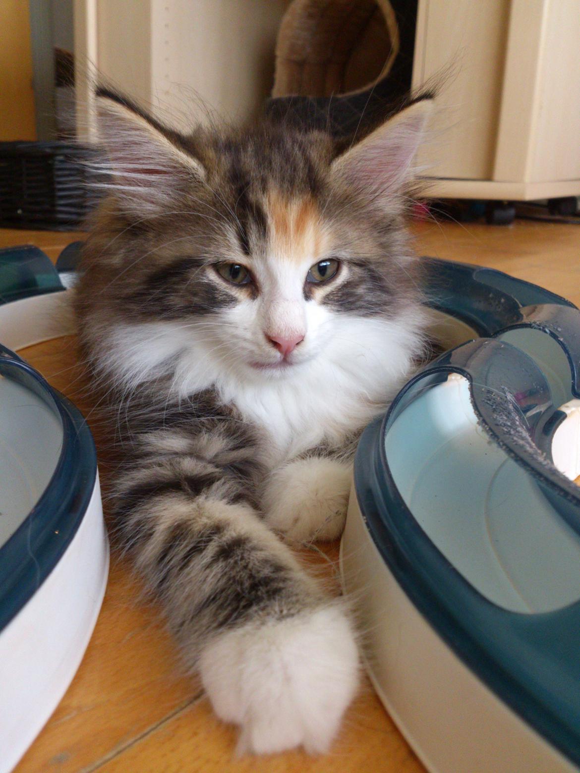 Norsk Skovkat DK Nobel-dream's Jump up n' kizz me billede 12