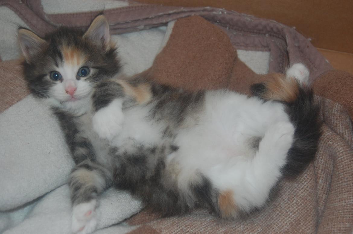 Norsk Skovkat DK Nobel-dream's Jump up n' kizz me billede 14