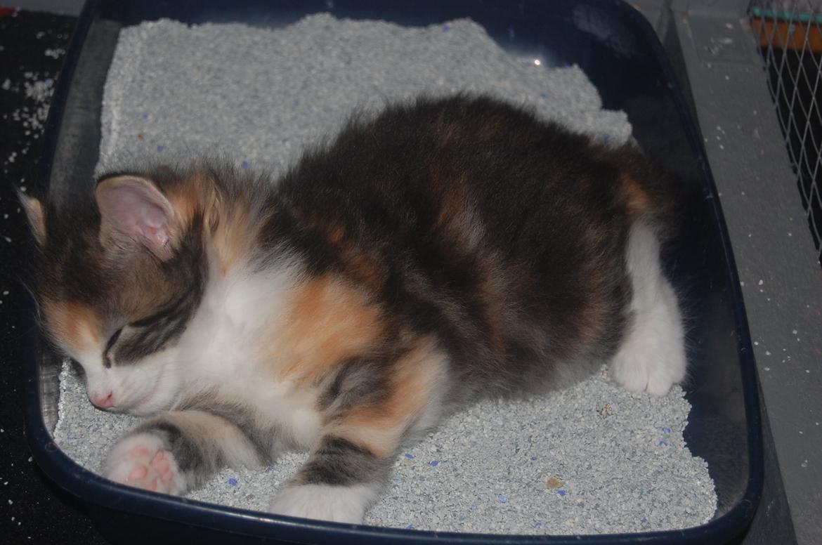 Norsk Skovkat DK Nobel-dream's Jump up n' kizz me billede 15