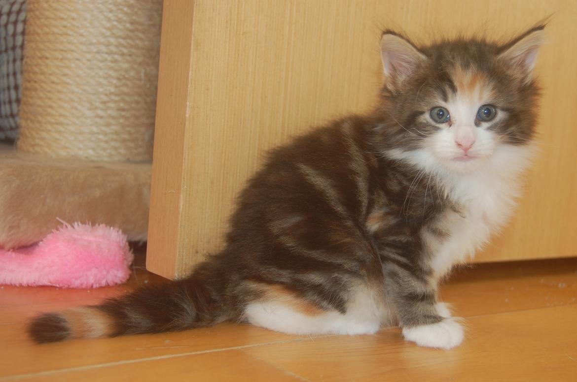 Norsk Skovkat DK Nobel-dream's Jump up n' kizz me billede 16