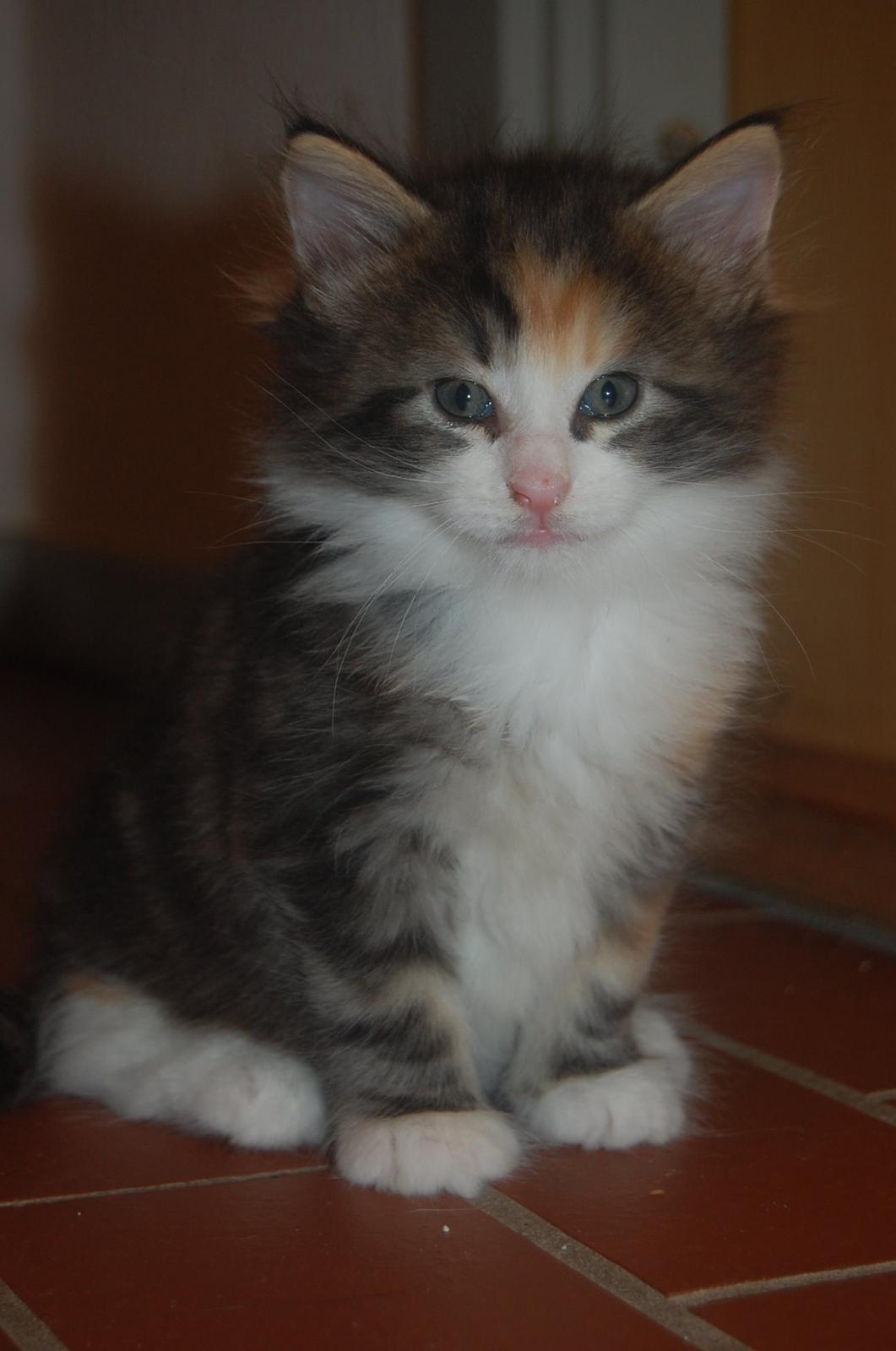 Norsk Skovkat DK Nobel-dream's Jump up n' kizz me billede 17