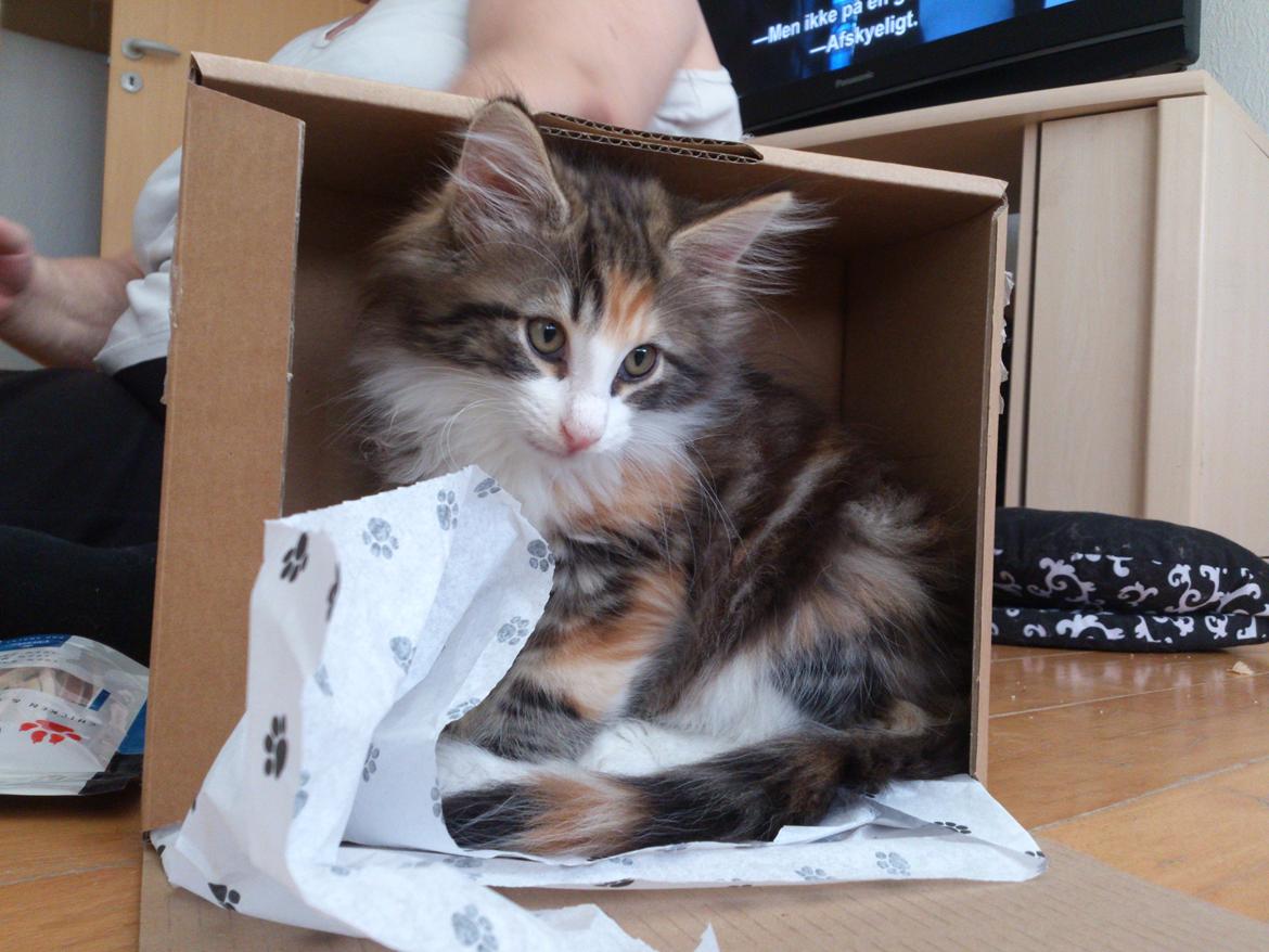 Norsk Skovkat DK Nobel-dream's Jump up n' kizz me billede 18