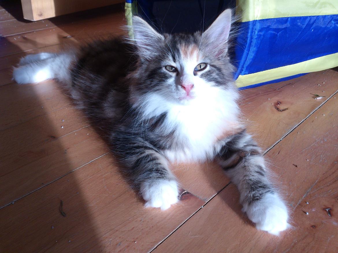 Norsk Skovkat DK Nobel-dream's Jump up n' kizz me billede 19