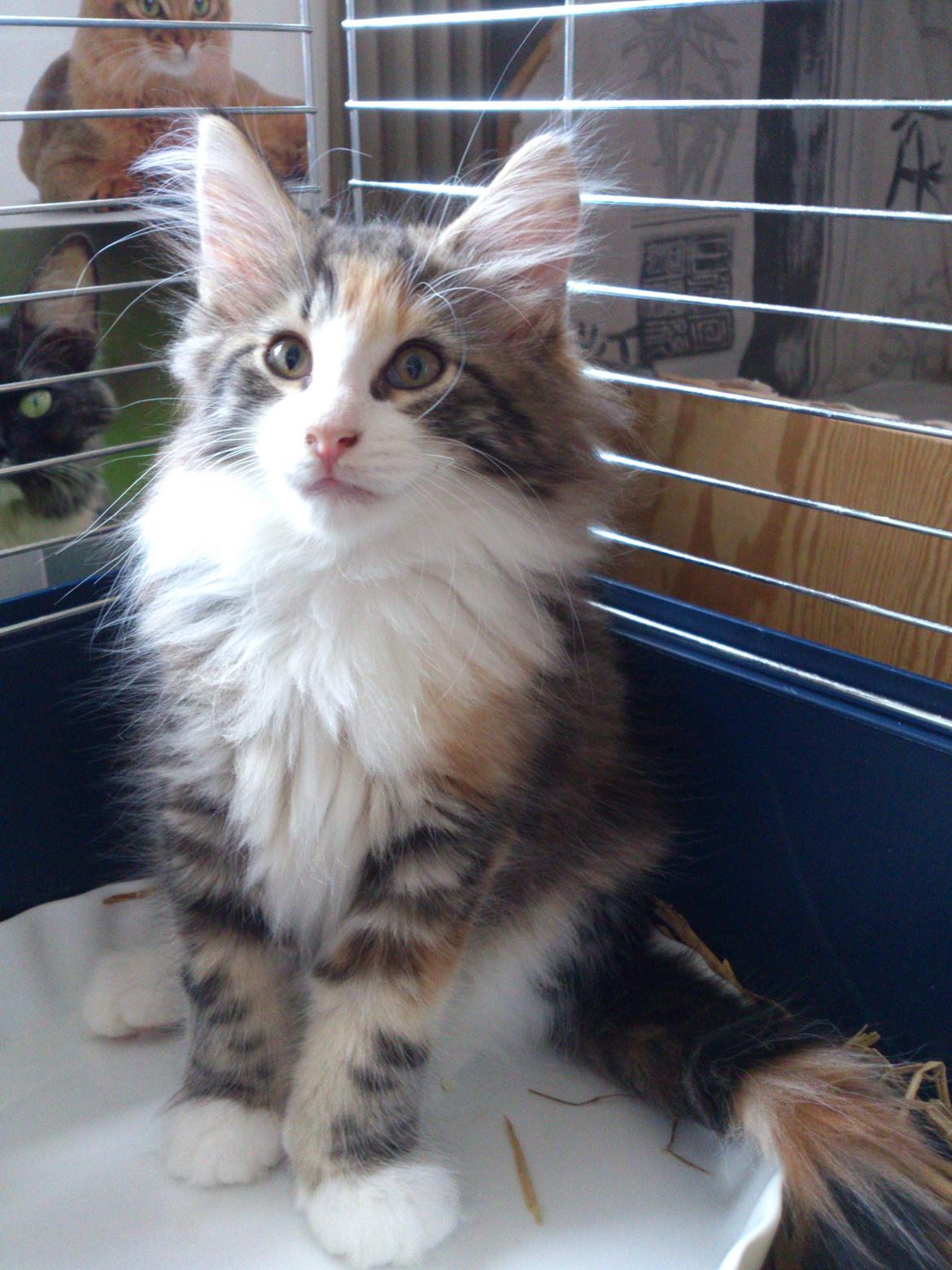 Norsk Skovkat DK Nobel-dream's Jump up n' kizz me billede 20