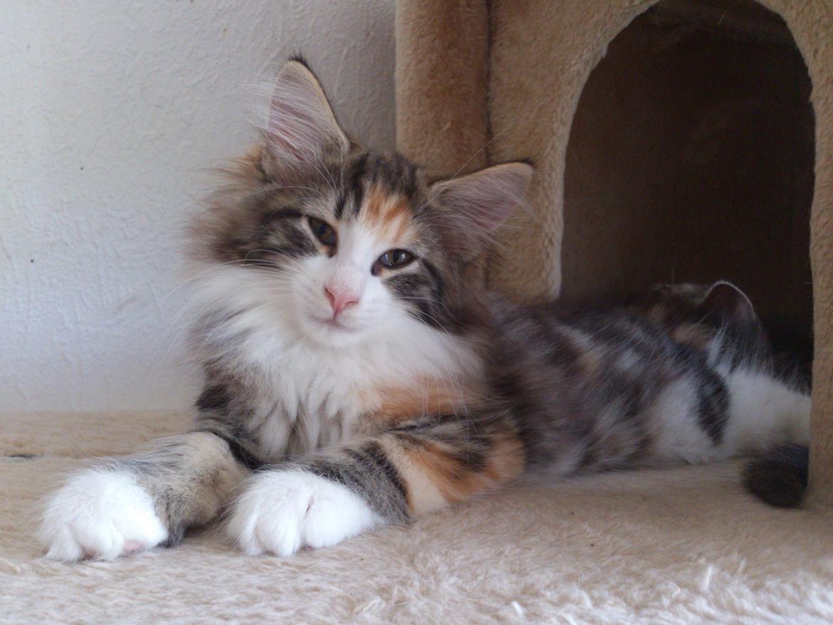 Norsk Skovkat DK Nobel-dream's Jump up n' kizz me billede 21