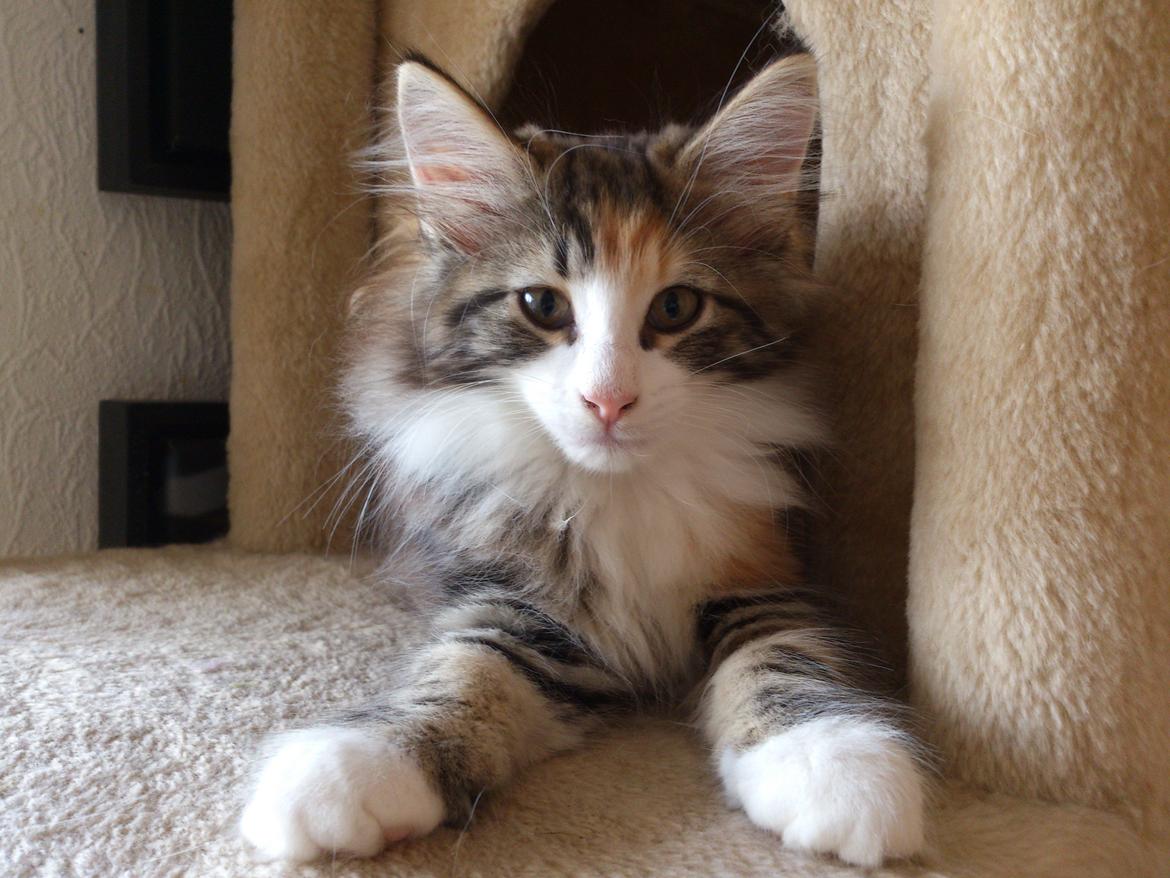 Norsk Skovkat DK Nobel-dream's Jump up n' kizz me billede 22