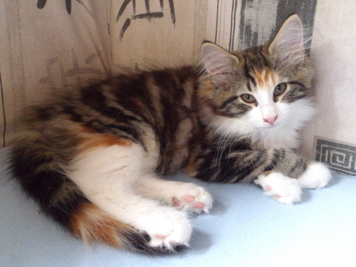 Norsk Skovkat DK Nobel-dream's Jump up n' kizz me billede 23