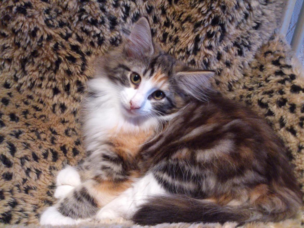 Norsk Skovkat DK Nobel-dream's Jump up n' kizz me billede 24