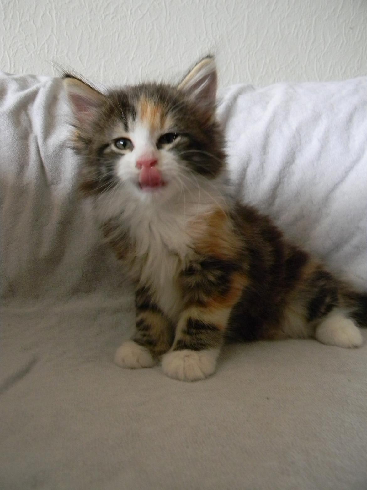 Norsk Skovkat DK Nobel-dream's Jump up n' kizz me billede 26