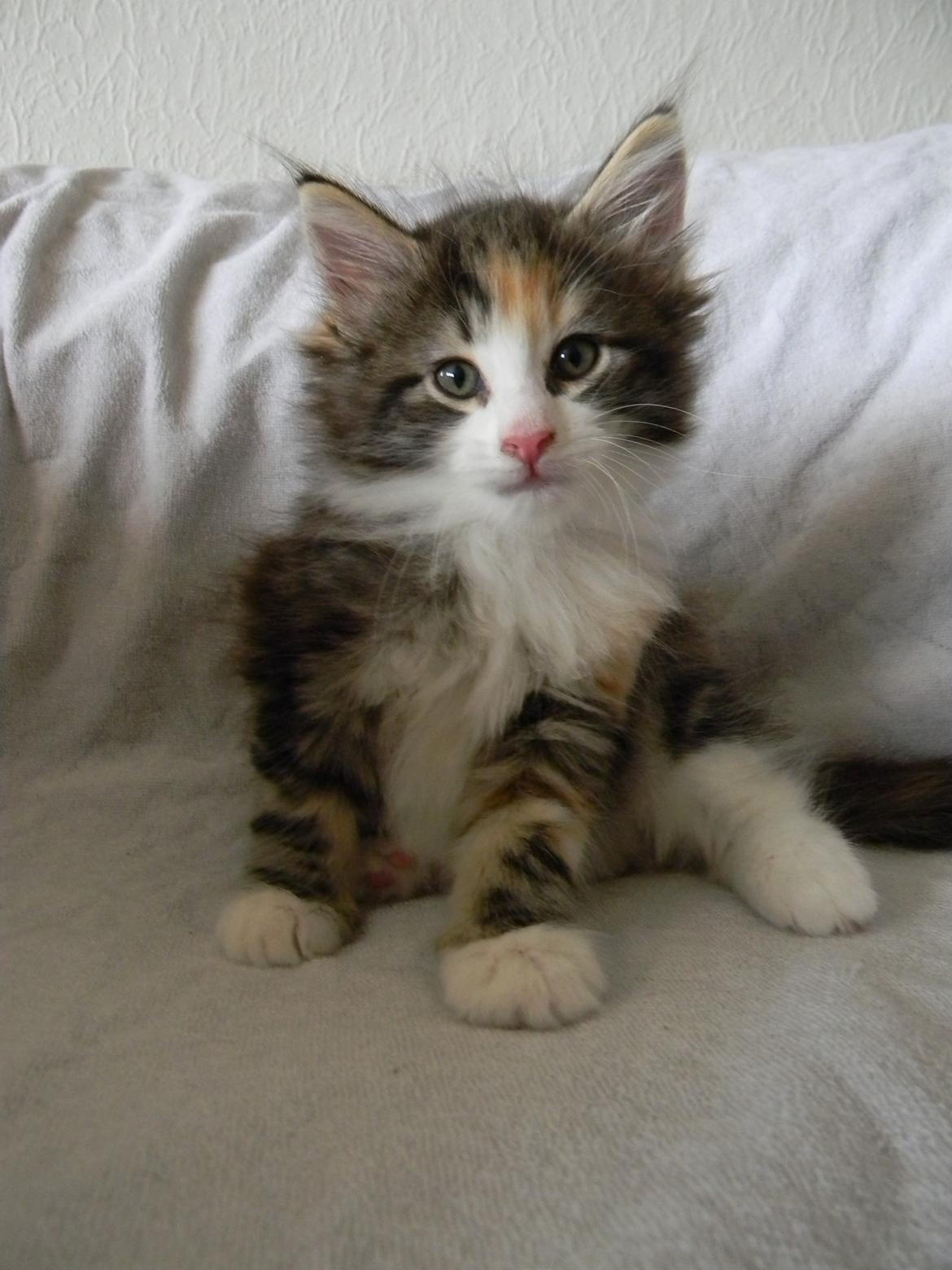 Norsk Skovkat DK Nobel-dream's Jump up n' kizz me billede 25