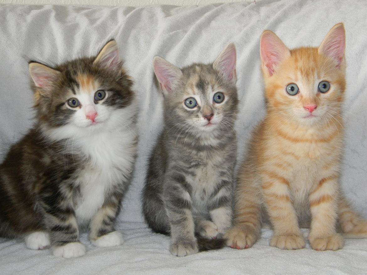 Norsk Skovkat DK Nobel-dream's Jump up n' kizz me billede 28