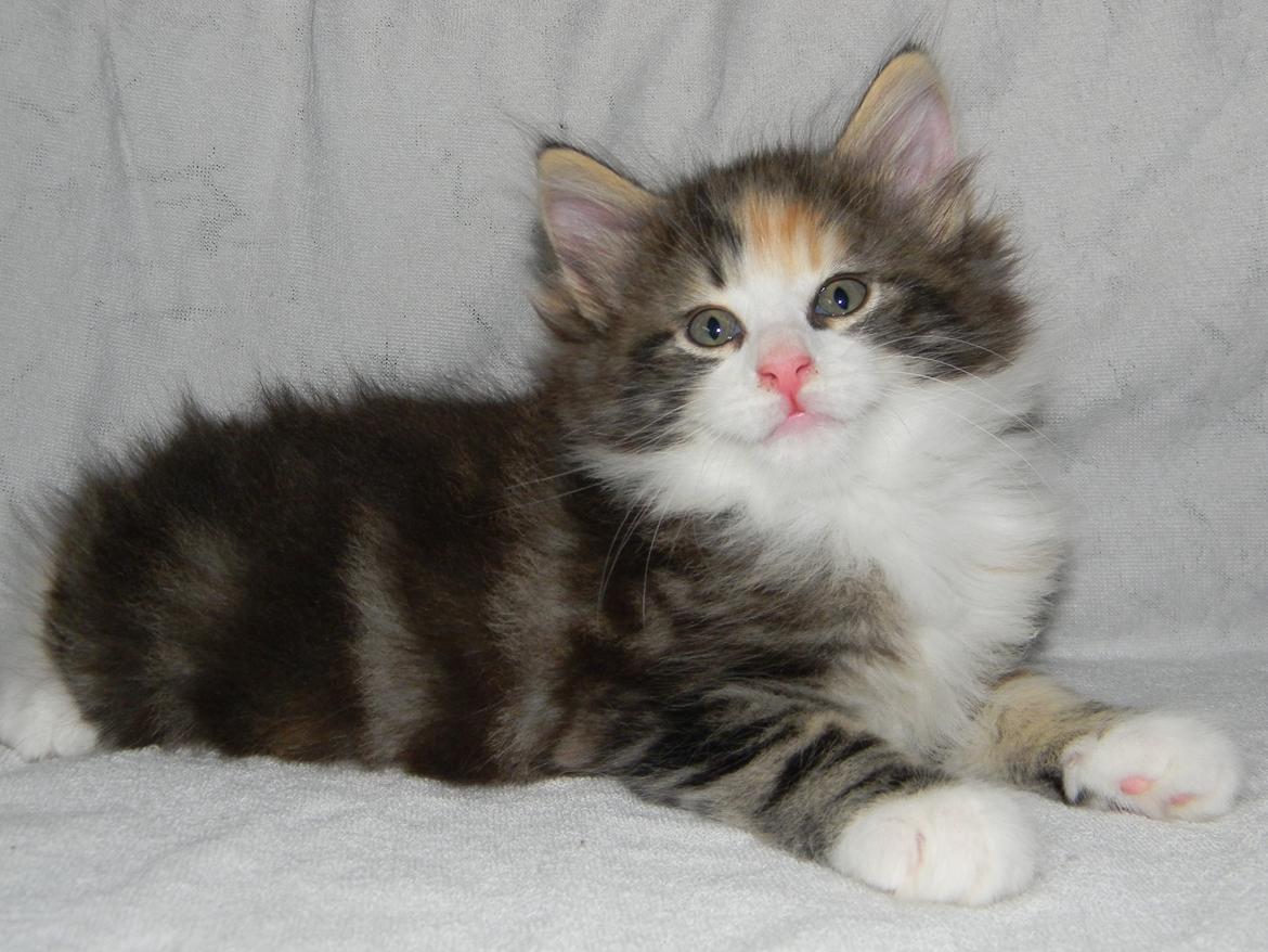 Norsk Skovkat DK Nobel-dream's Jump up n' kizz me billede 27