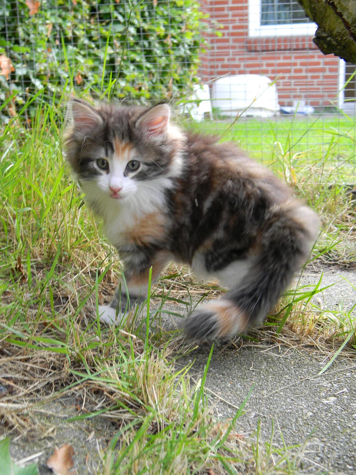 Norsk Skovkat DK Nobel-dream's Jump up n' kizz me billede 29