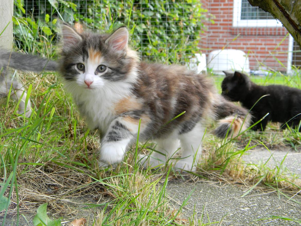 Norsk Skovkat DK Nobel-dream's Jump up n' kizz me billede 30