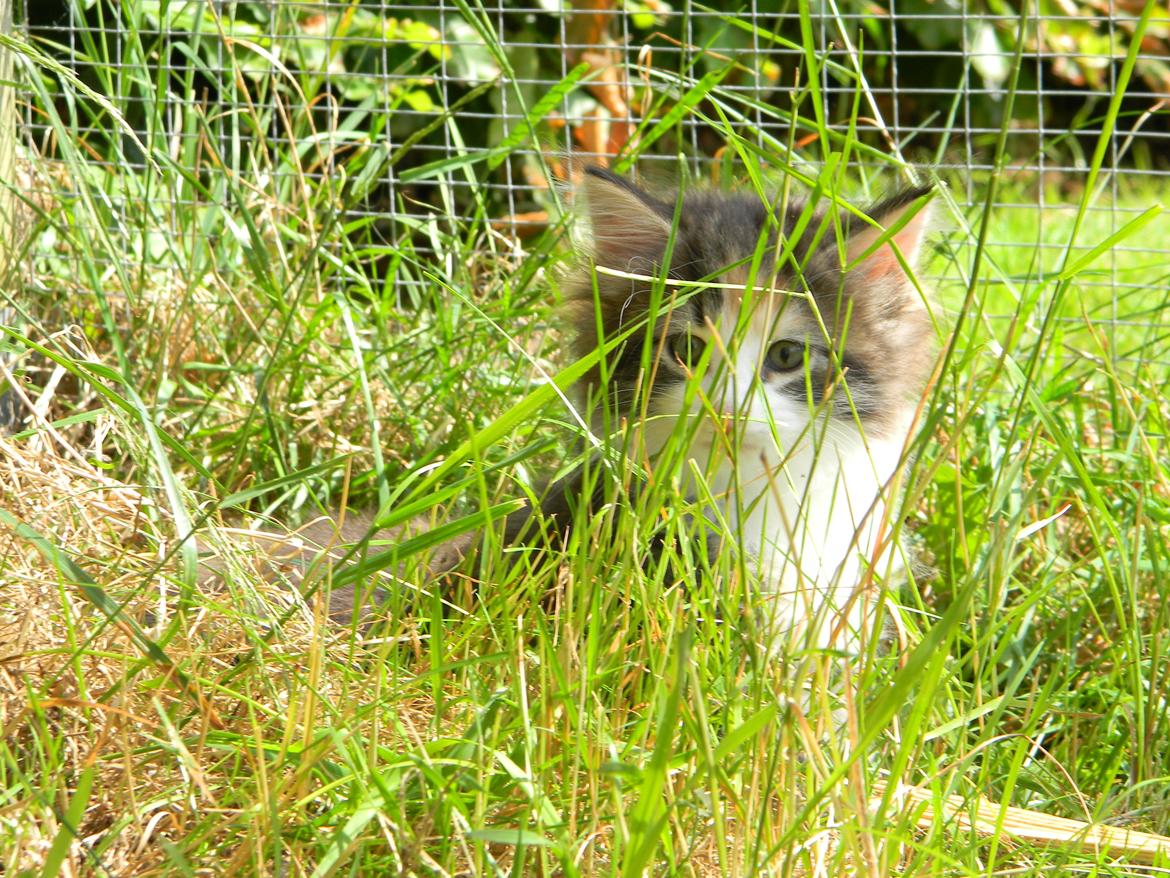 Norsk Skovkat DK Nobel-dream's Jump up n' kizz me billede 31