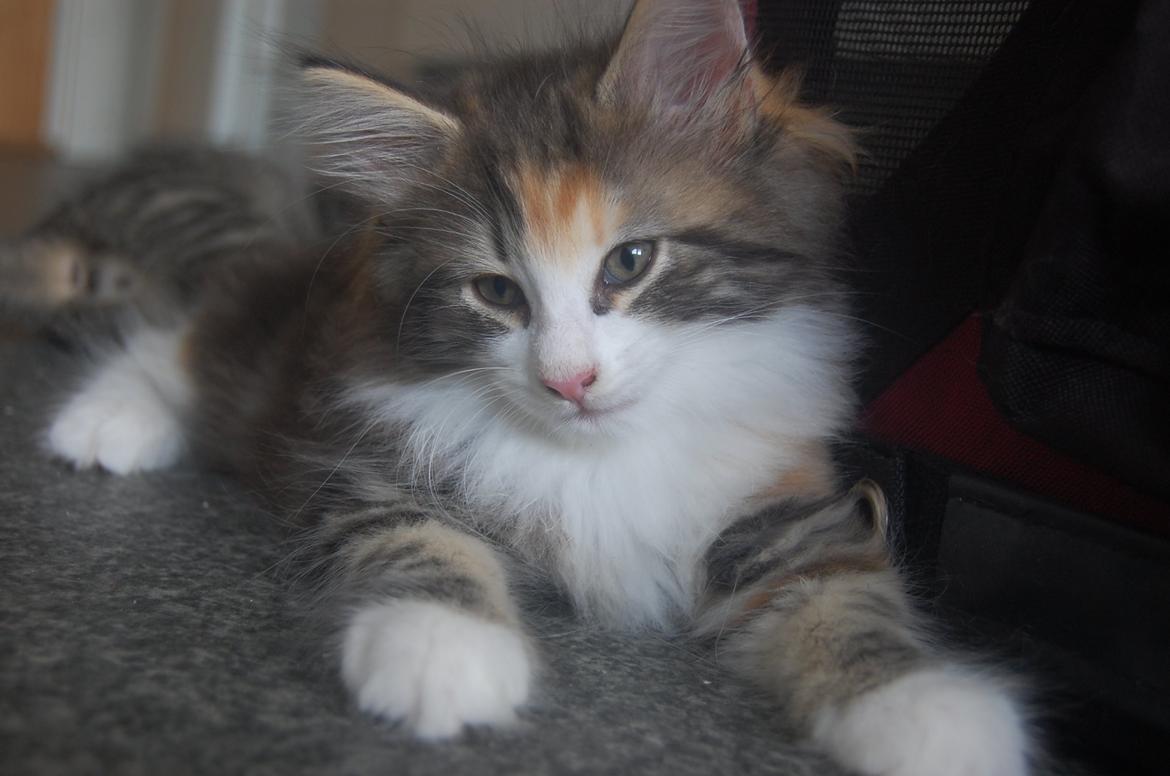 Norsk Skovkat DK Nobel-dream's Jump up n' kizz me billede 32