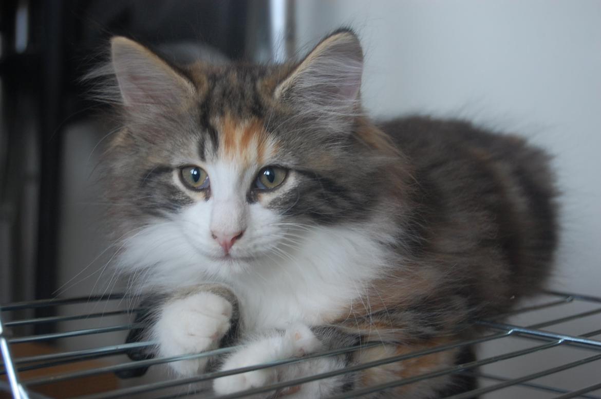 Norsk Skovkat DK Nobel-dream's Jump up n' kizz me billede 34