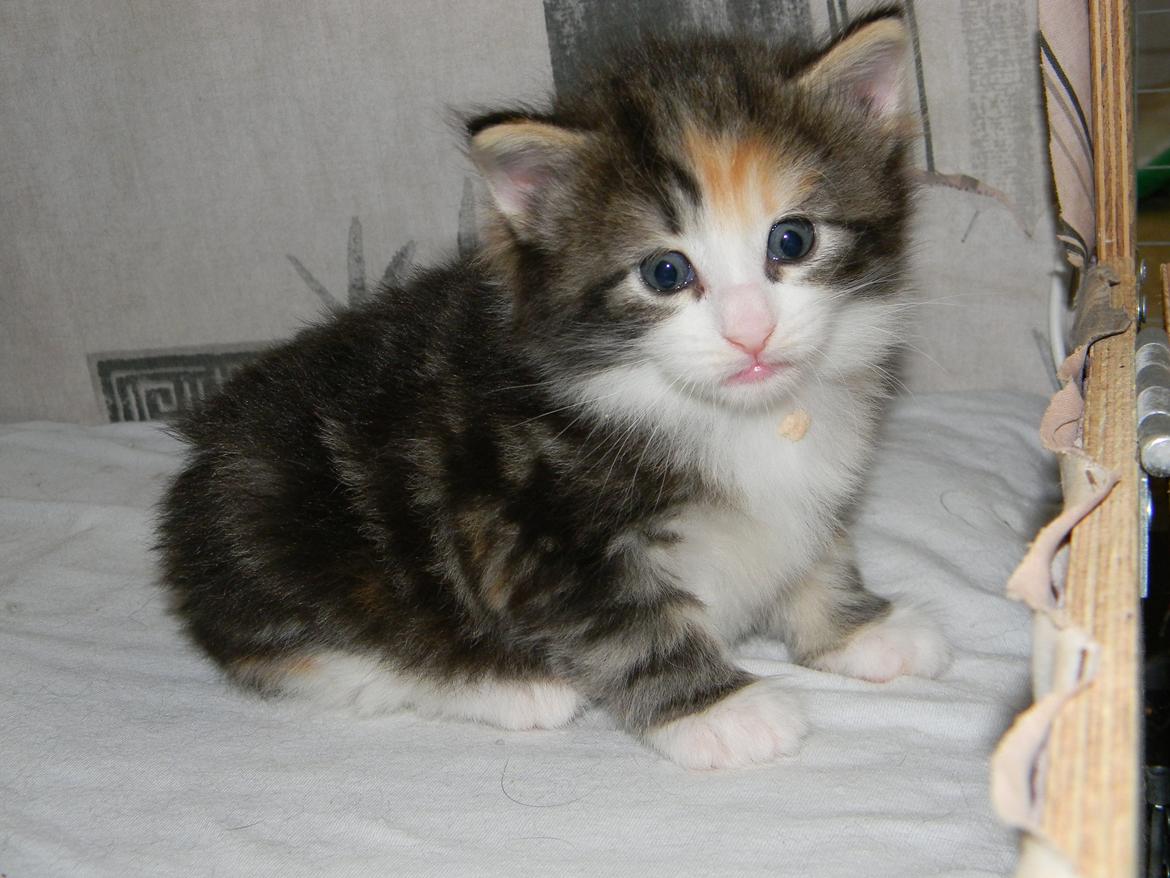 Norsk Skovkat DK Nobel-dream's Jump up n' kizz me billede 33