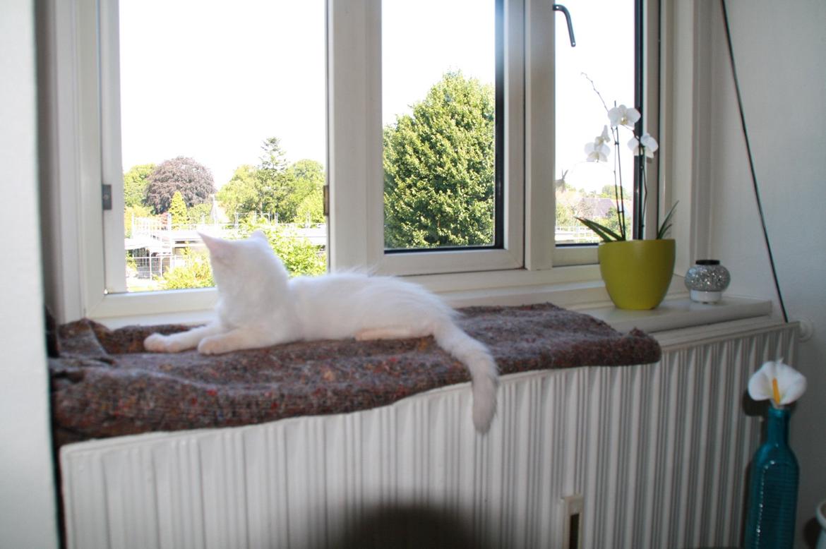 Maine Coon Tomle billede 1