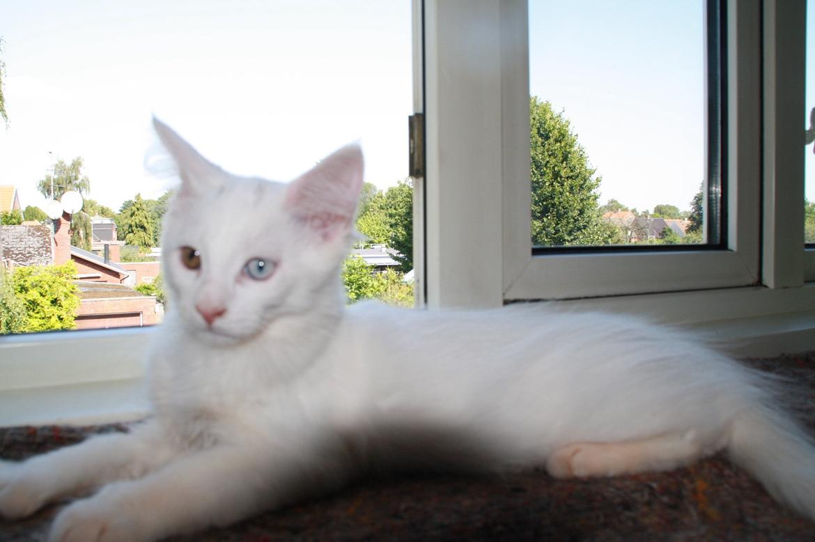 Maine Coon Tomle billede 3