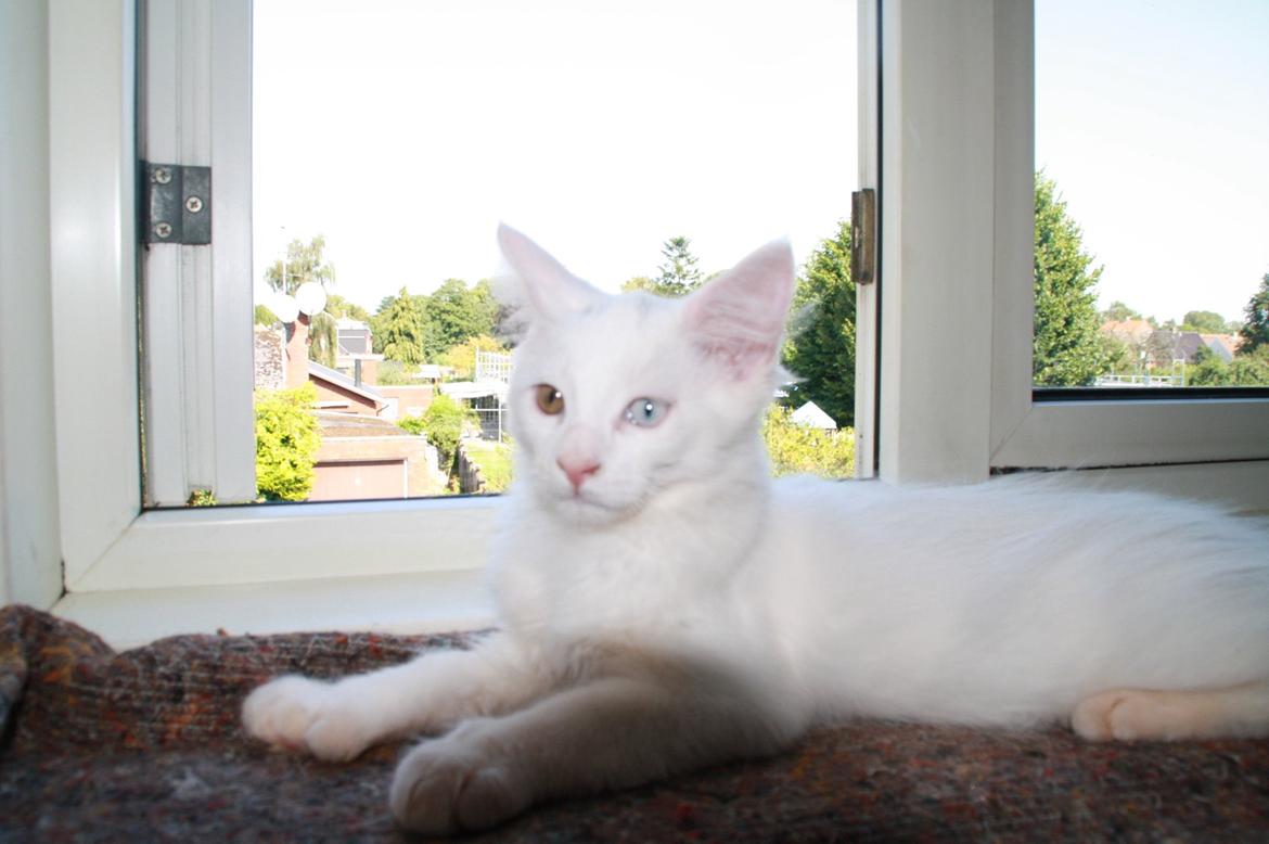 Maine Coon Tomle billede 4