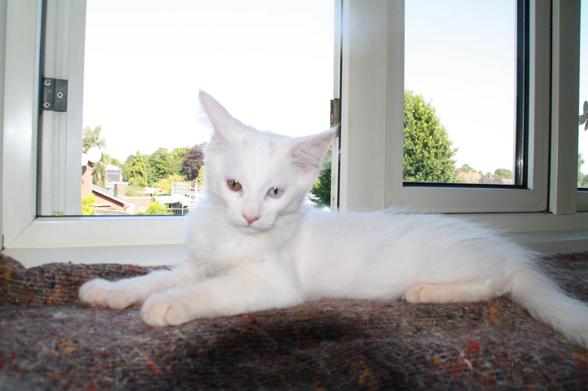 Maine Coon Tomle billede 5