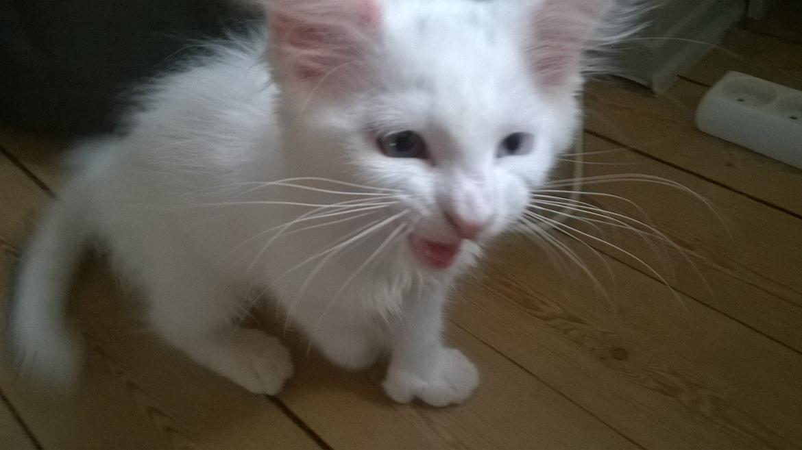 Maine Coon Tomle billede 6