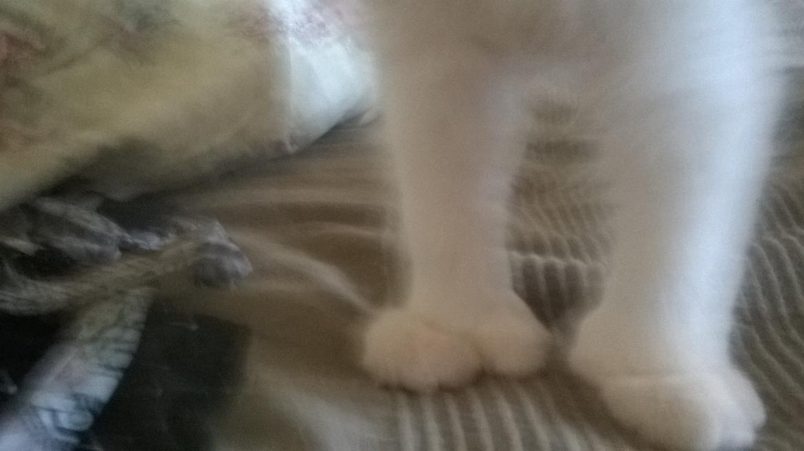 Maine Coon Tomle billede 7