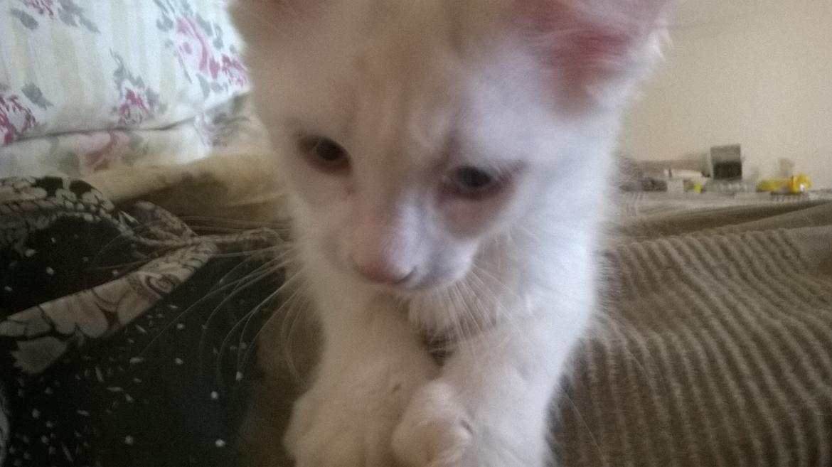 Maine Coon Tomle billede 8