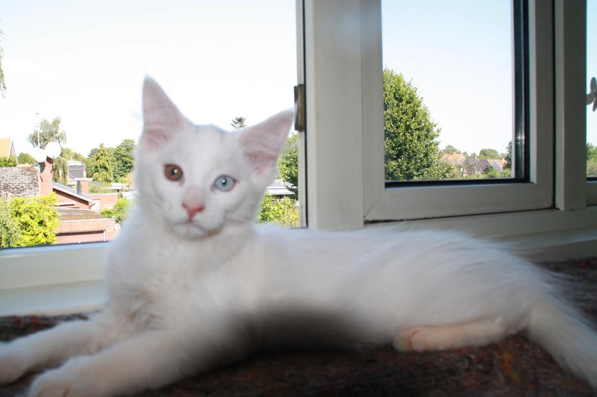 Maine Coon Tomle billede 2