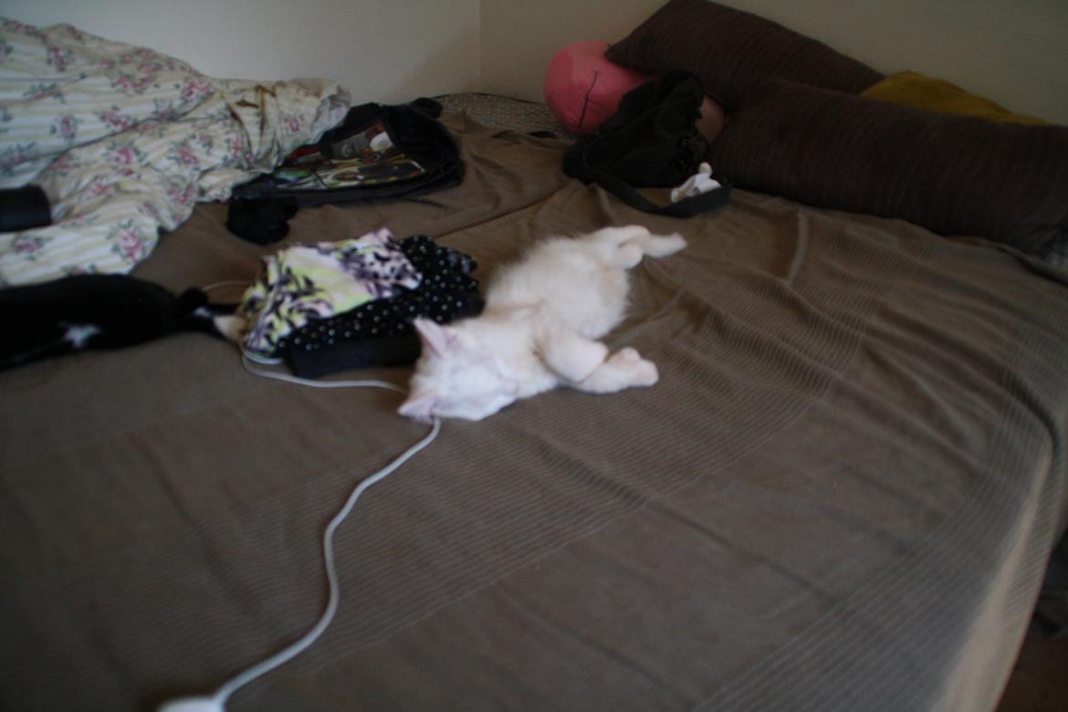 Maine Coon Tomle billede 9