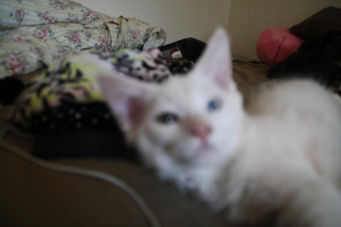 Maine Coon Tomle billede 10