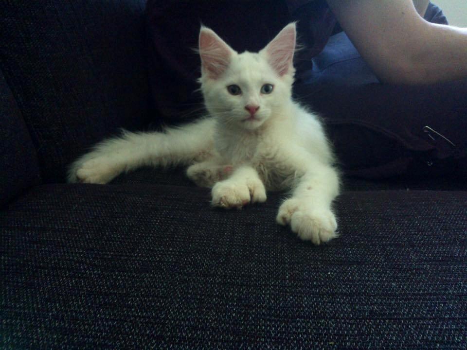 Maine Coon Tomle billede 11