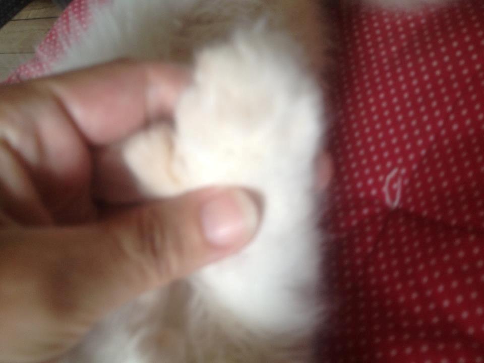 Maine Coon Tomle billede 13