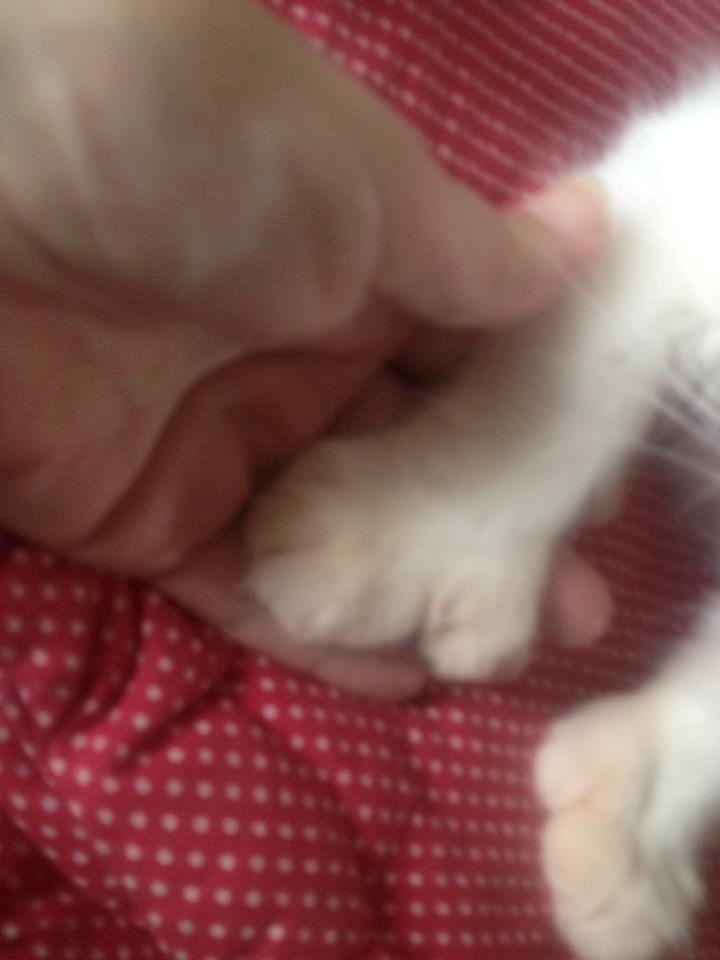 Maine Coon Tomle billede 14